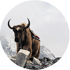 cover: Paul Mitchell - An Expedition