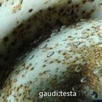 cover: Gaudi & Antonio Testa - Gaudi:Testa 1105  