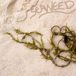 cover: Jacob Seville - Seaweed EP