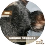 cover: Adriano Filippucci - Bull