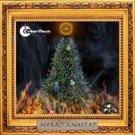 cover: Cybernova - Merry Xmastep