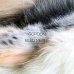 cover: Gordon - Bleu Merle EP