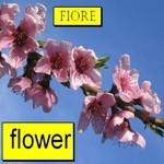 cover: Fiore - Flower (remixes)