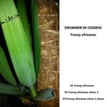 cover: Drummer In Cosmos - Frenzy Africanos