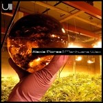 cover: Alexis Flores - Marihuana Wax