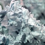 cover: Various - Pop Ambient 2017