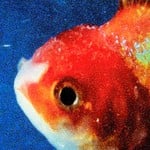 cover: Vince Staples - Big Fish Theory