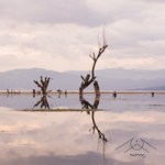 cover: Mente Organnica - La Llanura