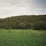 cover: Albrecht La'brooy - Healesville