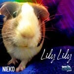 cover: Nieko - Lily Lily