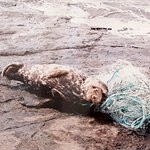 cover: Rubik - Juvenile Seal Entangled In A Net