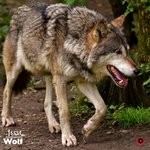 cover: Jssst - Wolf