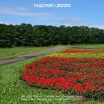 cover: Yasuyuki Uesugi - My Gaze Points Toward The Stagnant Inner World, Not The Beautiful Surrounding World