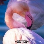 cover: Sam Rotstin - Tonight