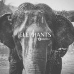 cover: Disco Dip - Elephants