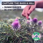 cover: Capture The Bass|Hill - Sunnydrops/Blow Up