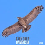 cover: Gambusia - Condor