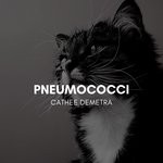 cover: Cathee Demetra - Pneumococci