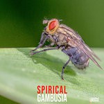 cover: Gambusia - Spirical