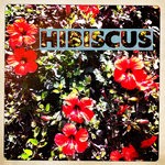 cover: Hibiscus - The Peanut Sessions Vol 1