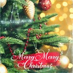 cover: Sharmaine Webster - Merry Merry Christmas