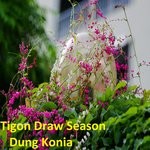 cover: Dung Konia - Tigon Draw Season