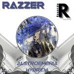 cover: Razzer - Alstroemeria Hybrida