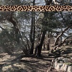 cover: Andreas Foxx - Leopard Tape 005