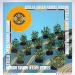 cover: Various - Stella Green Farms Riddim