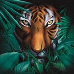 cover: A Vision Of Panorama - Unique Tiger