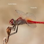 cover: Subtle Matter - Dragonfly