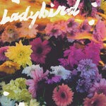 cover: Newdad - Ladybird