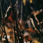 cover: Benoit Pioulard - Bloodless