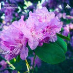 cover: Astropilot - Rhododendron