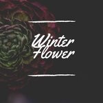 cover: Various - Winter Flower