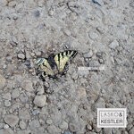 cover: Lasko & Kestler - Need Something Else