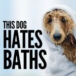 cover: Mans Best Friend - This Dog Hates Baths