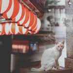 cover: Nathan Kawanishi - Finding A Temple Cat / Storefront Lanterns At Dusk