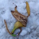 cover: 'Lys Assia'|ADRIAN COX - Fruit In Snow (Not So Short Music Vol I)