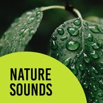 cover: Rain Sounds & White Noise - Nature Sounds