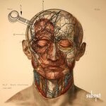 cover: Re_p - Brain Intuitions