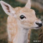 cover: Macro Nick - Doe Eyes