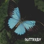 cover: Doshir - Butterfly (Original Mix)