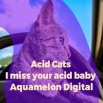 cover: Acid Cats - I Miss Your Acid Baby