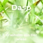 cover: Dasp - Grashalm Aus Der Wiese