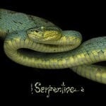 cover: Kiss Nuka - Serpentine EP