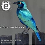 cover: Stereoimagery - Bongo And Chill