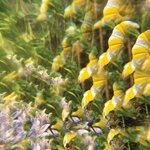cover: Imaginary Softwoods - The Notional Pastures Of Imaginary Softwoods