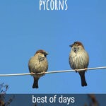 cover: Pycorns - Best Of Days