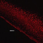 cover: Various - XRVA10